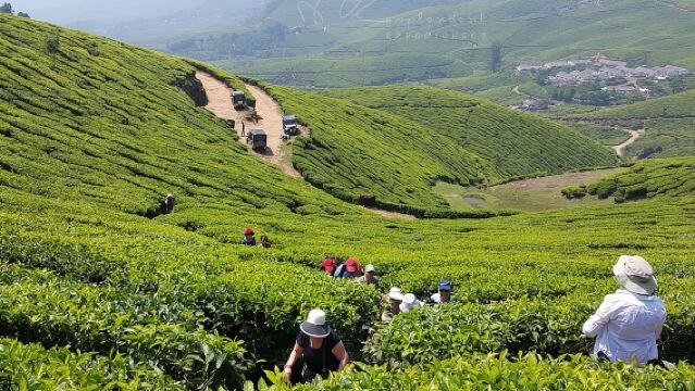 Private Day Trip to Munnar from Kochi (Cochin)