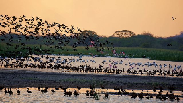ซาฟารีเรือ Palo Verde