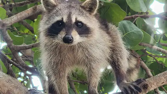 Raccoon Island Exploration on SUP/Kayak