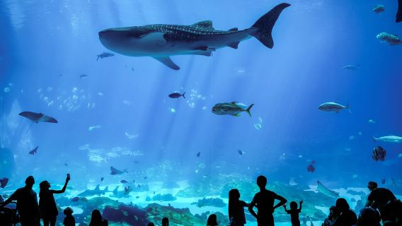 Atlanta: Georgia Aquarium Skip-the-Box-Office Entry Ticket