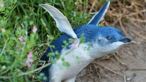 Da Melbourne: tour ecologico della parata dei pinguini di Phillip Island