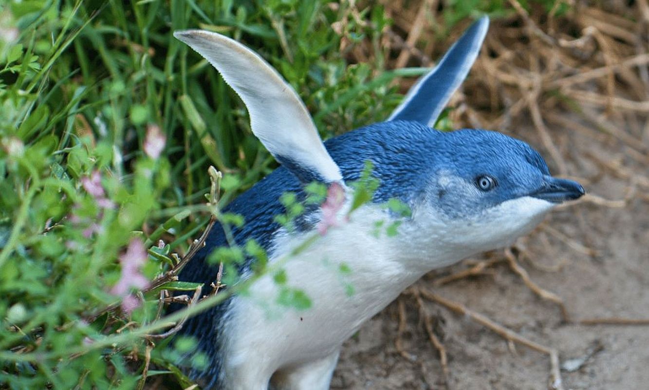 Da Melbourne: tour ecologico della parata dei pinguini di Phillip Island