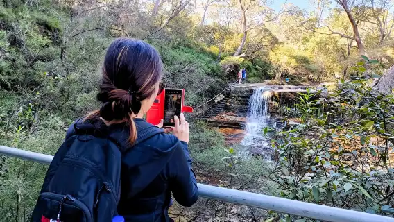 雪梨：藍山晚出發，健行瀑布和無尾熊