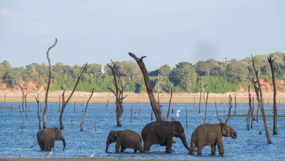 Công viên quốc gia Kaudulla: Safari riêng