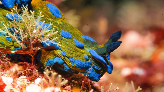 Pulau Penghalang Kecil: Sewa Selam Scuba Sehari Penuh