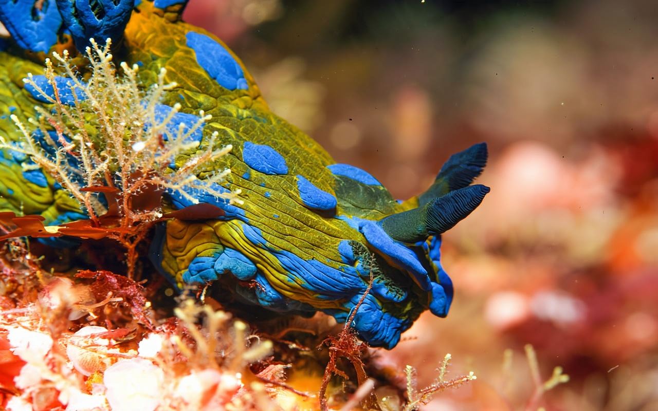 Little Barrier Island: Full-Day Scuba Dive Charter