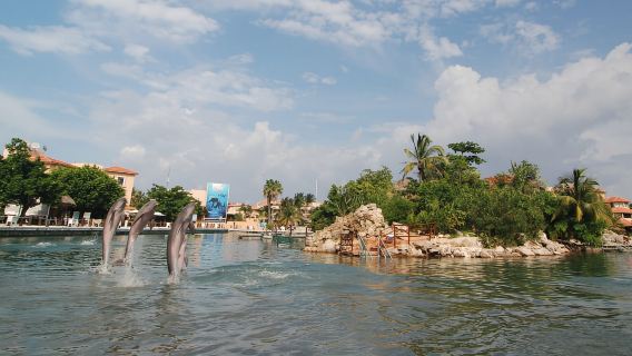 Puerto Aventuras: incontro con i lamantini