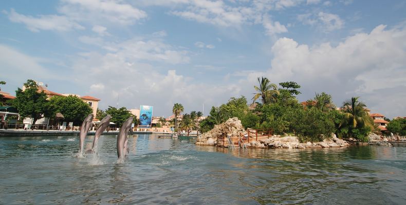 Puerto Aventuras: Manatee Encounter