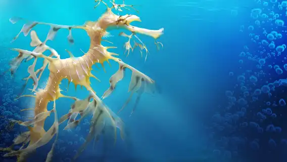 Tampa Bay CityPASS: Save up to 55% at 5 Top Attractions