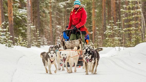 Snowmobile + Husky Sled + Reindeer Sled Experience in Rovaniemi, Finland