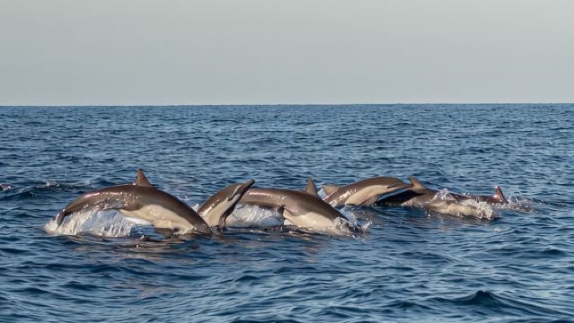 Tour de avistamiento de delfines