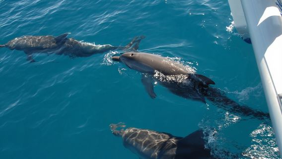 Fraser Island & Dolphin Sailing Adventure