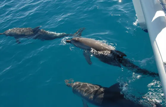 弗雷澤島和海豚帆船探險之旅