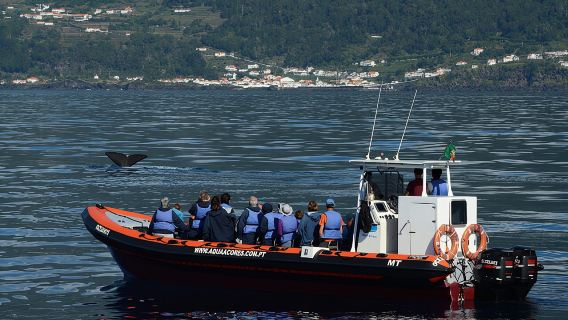 Whale and Dolphin Watching in Pico Island - Half Day