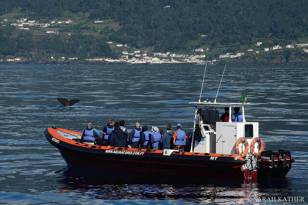 Avistamiento de ballenas y delfines en la isla Pico - Medio día