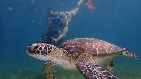 Turtle Beach Power Snorkeling Adventure