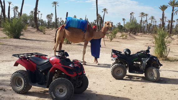 Marrakech Camel ride & Quad Bike experience in the oasis Palmeraie