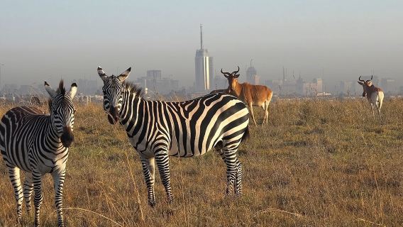 Frühmorgens halbtägige Mini-Safari zum Nairobi-Nationalpark