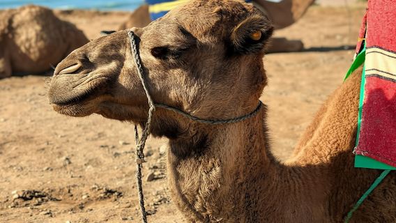 Camel Ride Experience in Essaouira's Coastal Region