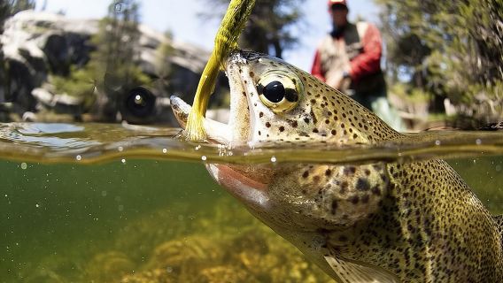 Finnish Lapland Rovaniemi primeval forest fishing + bonfire BBQ lunch summer and autumn activity