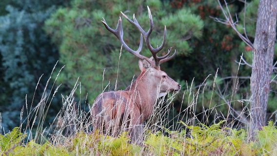 Entdecken Sie die Natur in der Serra da Lousã