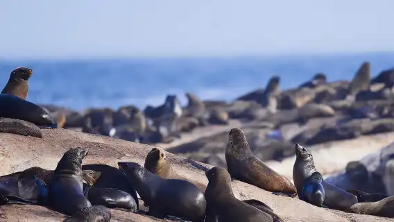 FULL Day Cape of Good Hope and Boulders Penguin Colony