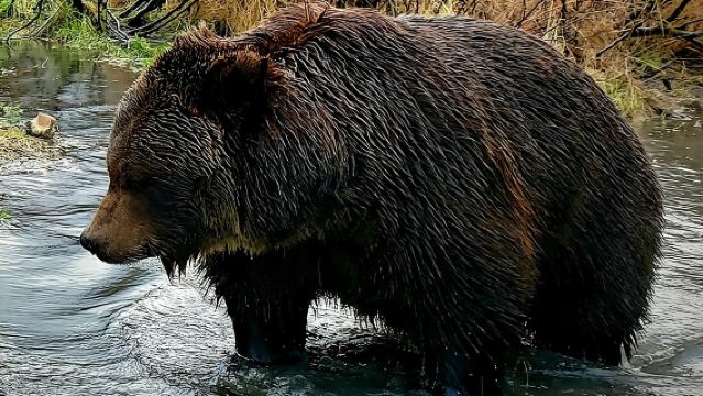 Дикая природа, животный мир и развлечения с ледниками из Анкориджа.