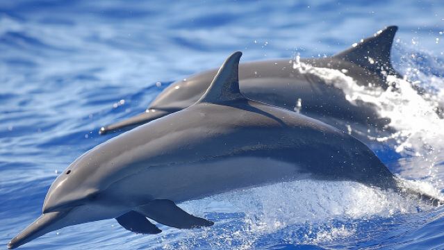 Avistamiento de delfines y ballenas en Puerto Escondido