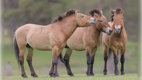 Montebello, QC: Morning VIP Tour at Parc Oméga