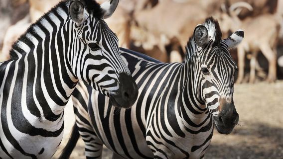 Fuerteventura: Entrada a Oasis Wildlife