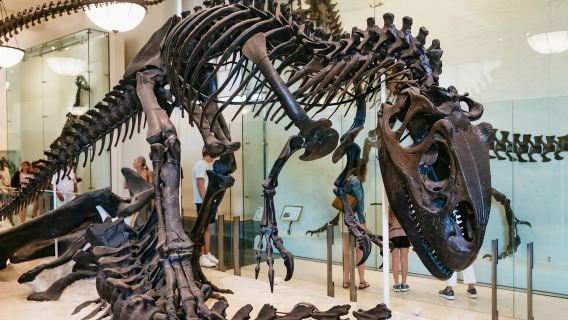 New York City: American Museum of Natural History Ticket
