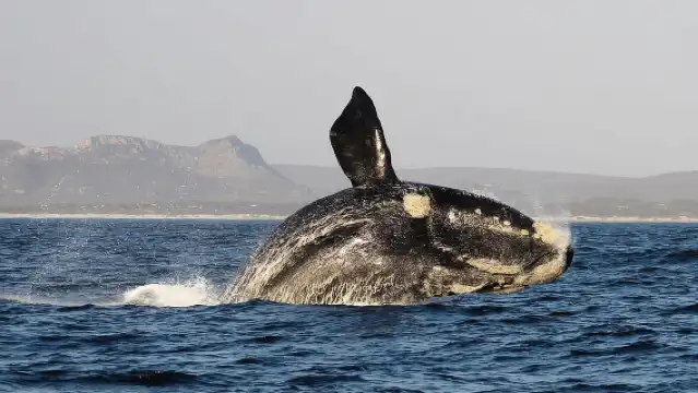 เคปทาวน์: ตั๋วผ่านเมือง Citypass ที่ท่องเที่ยวระดับพรีเมียมพร้อมทัวร์รถบัส