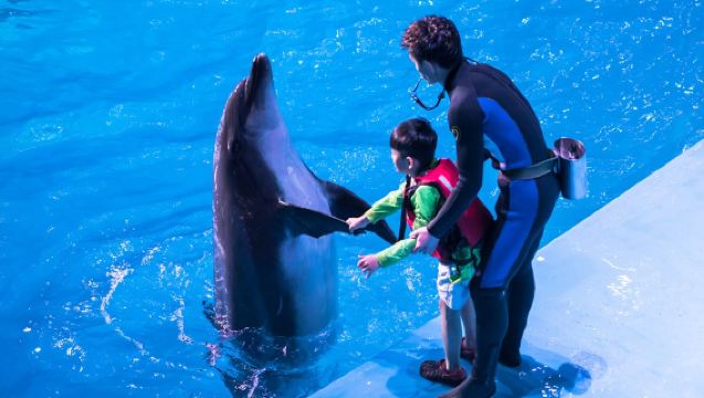 【18人小團】大連老虎灘海洋公園+濱海路+棒棰島1日旅行團