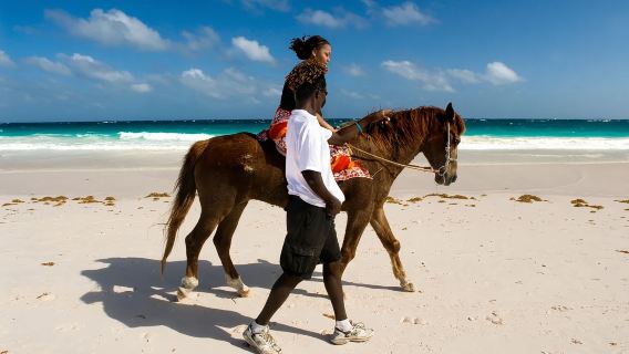 Bahamas Nassau: 1-day Tour to Exuma Island with Famous Swimming Pigs