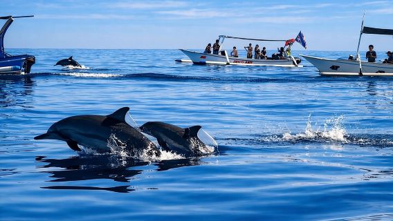 Excursion pour voir les dauphins à Lovina, nage avec les dauphins et snorkeling