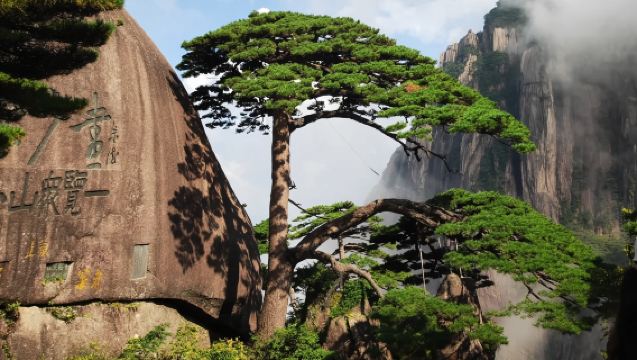 Huangshan: Private Hiking Service | Professional Guide | Attraction Guide | Private Group | Multiple Languages Including Chinese & English