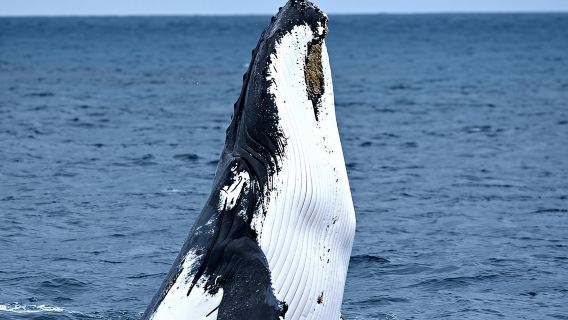 Educational Whale Watching Tour from Perth
