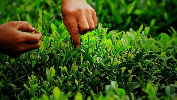 Tour alla scoperta della cultura autentica del tè Longjing a Hangzhou