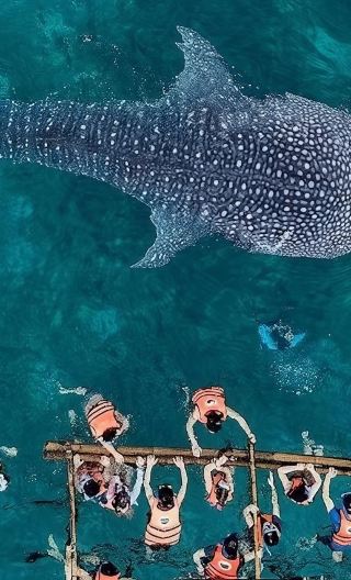 From Cebu: Oslob Whale Shark Watching + Sumilon Island Snorkeling Day Tour|round-trip transfer