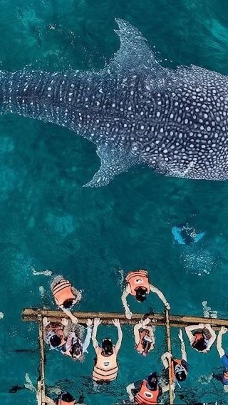 From Cebu: Oslob Whale Shark Watching + Sumilon Island Snorkeling Day Tour|round-trip transfer