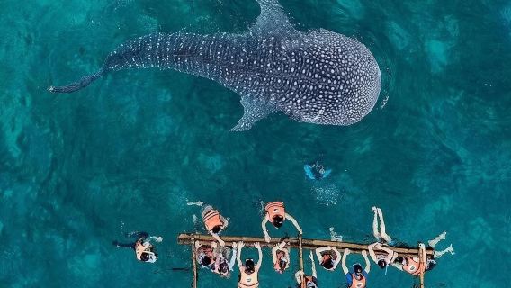 Excursion d'une journée d'observation des requins-baleines à Oslob et de plongée avec tuba sur l'île de Sumilon au départ de Cebu|Transfert aller-retour