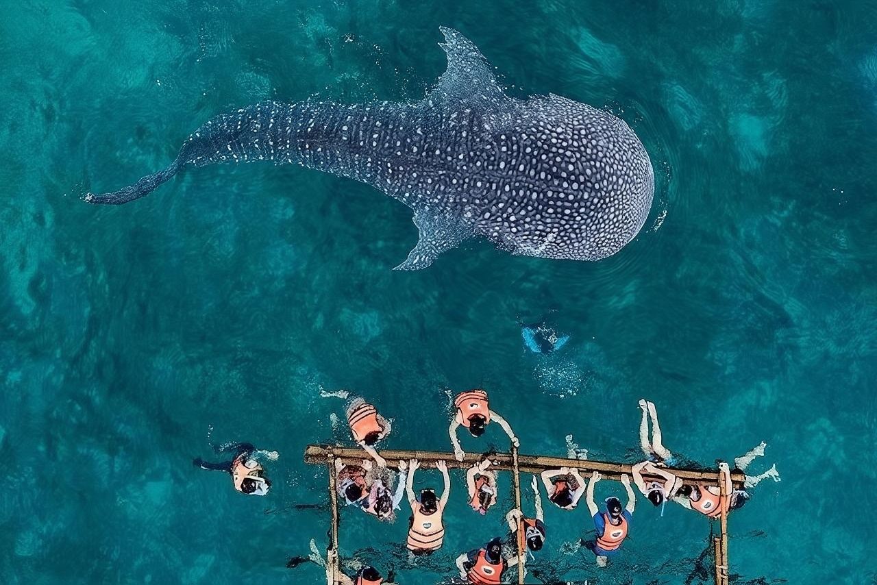 From Cebu: Oslob Whale Shark Watching + Sumilon Island Snorkeling Day Tour|round-trip transfer