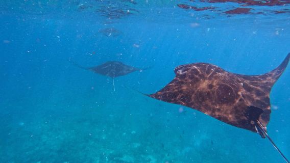 Schnorcheln in Nusa Penida – 3-Punkt-Riff- & Meereswildtier-Erlebnis