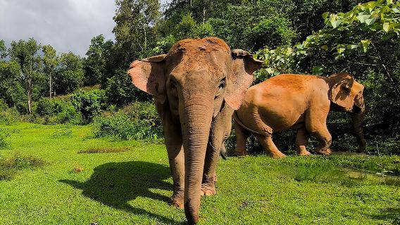 Chiang Mai Elephant Sanctuary Observation and Bamboo Rafting