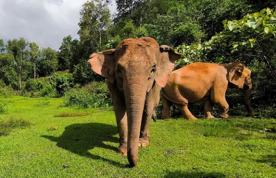 清邁大象保護區觀賞與竹筏漂流