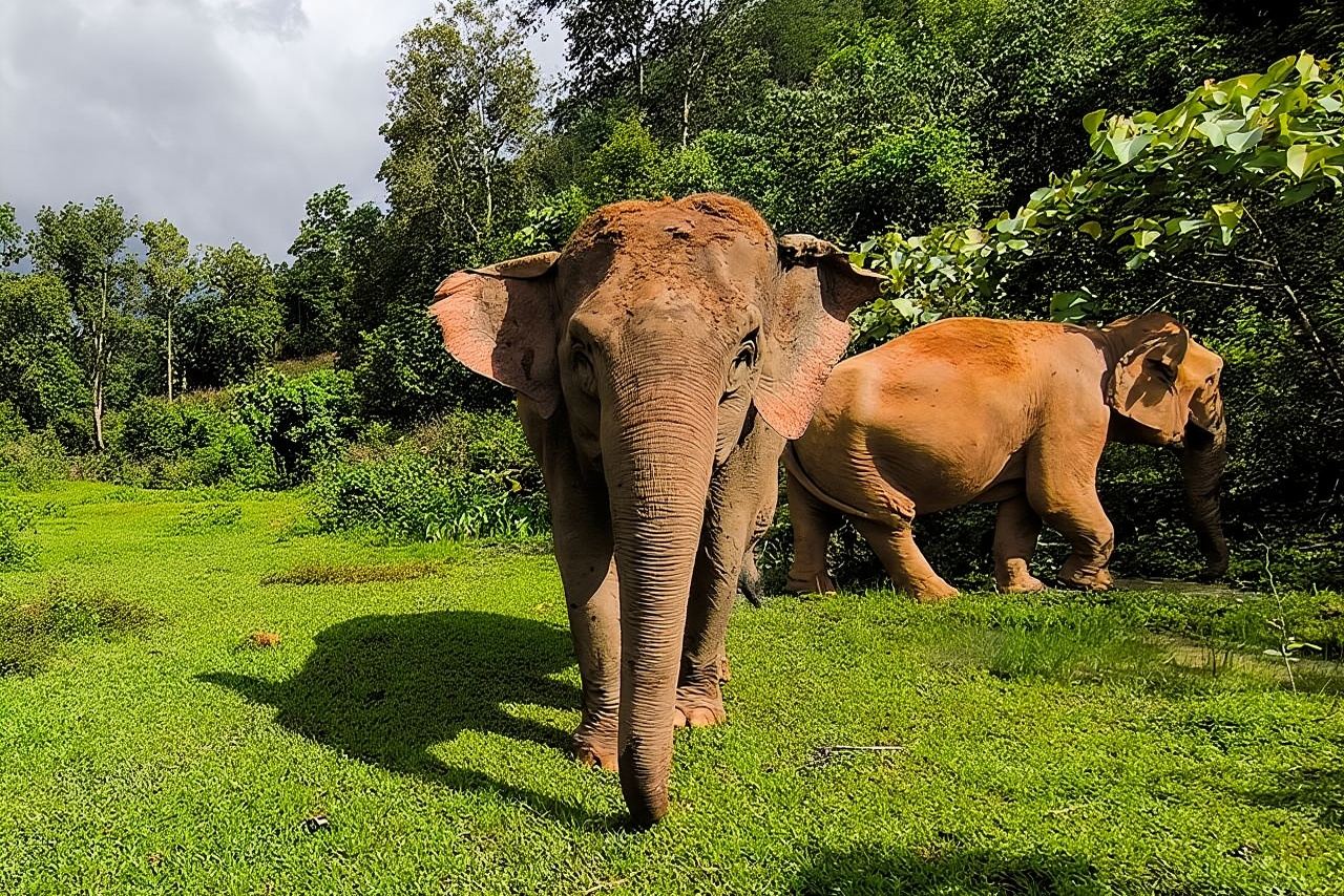 Chiang Mai Elephant Sanctuary Observation and Bamboo Rafting