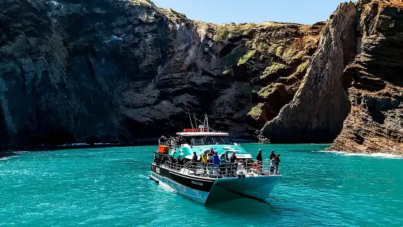 Akaroa Harbour Nature Cruise