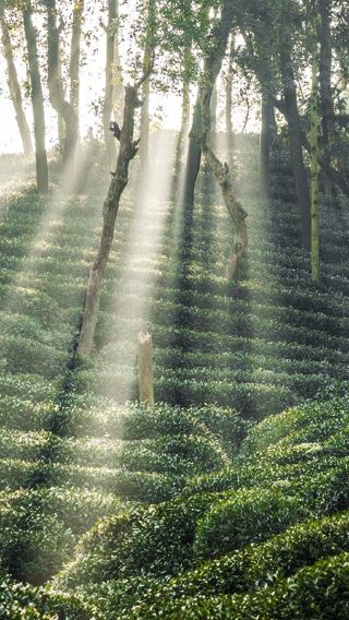 [Optional English/Japanese/Korean] Longjing Village tea picking, tea roasting, tea tasting + xiaolongbao making experience