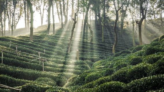 English guide: Longjing Village tea picking, tea frying, and tea tasting experience + live guide + Nine Creeks and Eighteen Gullies hike