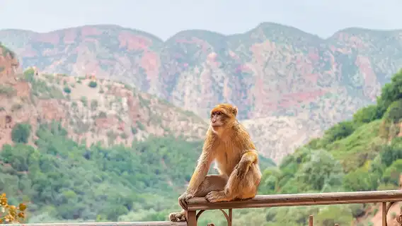 Marrakech to Ouzoud Waterfalls Day Trip with Local Guide & Boat